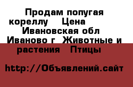 Продам попугая кореллу. › Цена ­ 3 500 - Ивановская обл., Иваново г. Животные и растения » Птицы   